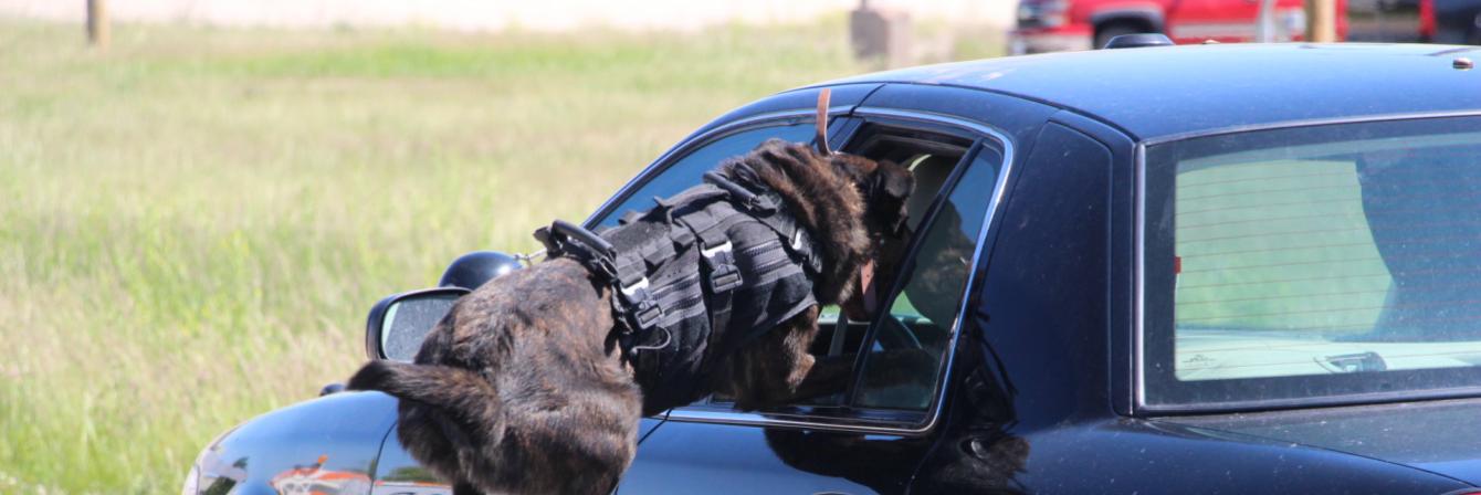 K-9 officer dog jumping into car window